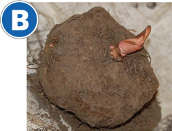 B