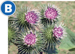 B