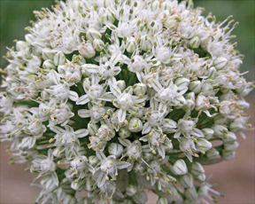 これは何の花？
