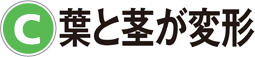 C：葉と茎が変形